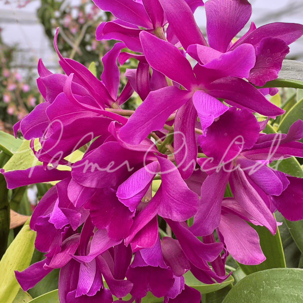 Ctt. Bactia 'Grape Wax' — Palmer Orchids